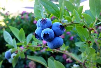 suplimente naturiste pentru imbunatatirea vederii